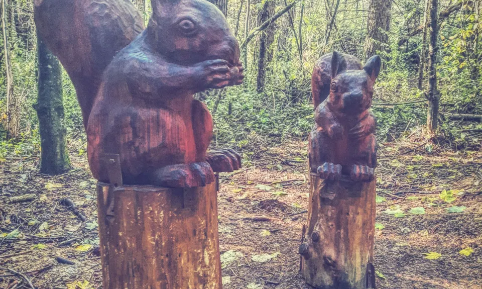 Hanmer Old Forest Loop, Canterbury