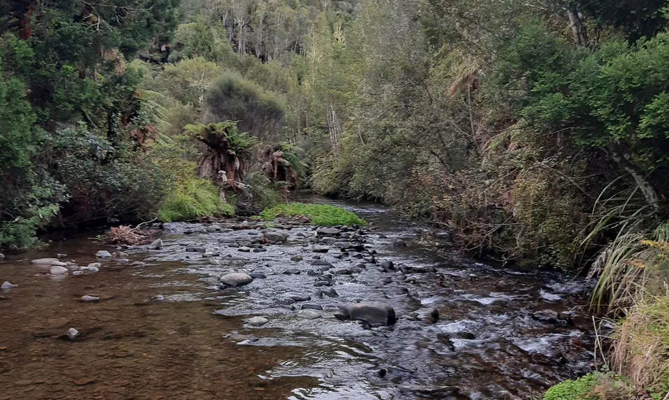 Ngatapuwae , Waikato