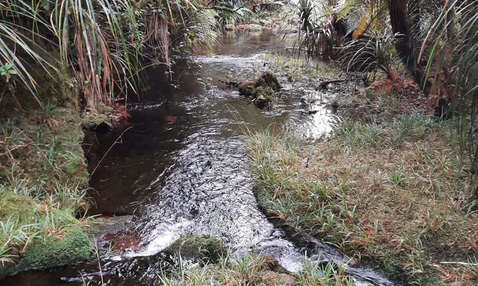 Te Whare Okioki & Mangamuka Huts Loop, Waikato