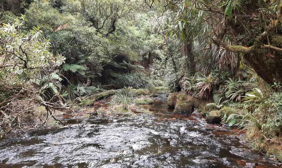 Te Whare Okioki & Mangamuka Huts Loop, Waikato