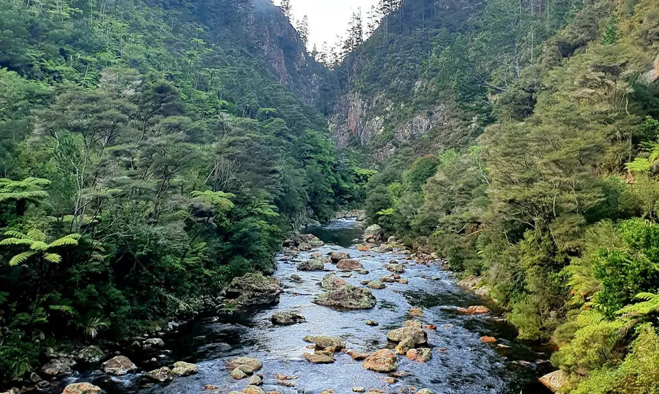 Karangahake Gold, Waikato