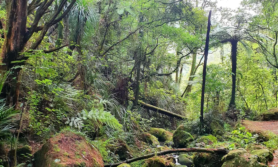 Karangahake Gold, Waikato