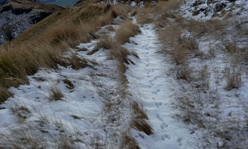 Long Gully Loop, Otago