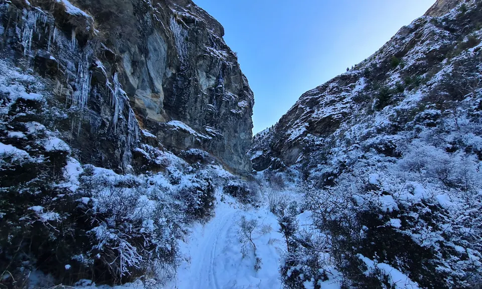 Bush Creek Banger and The Steiger!, Otago