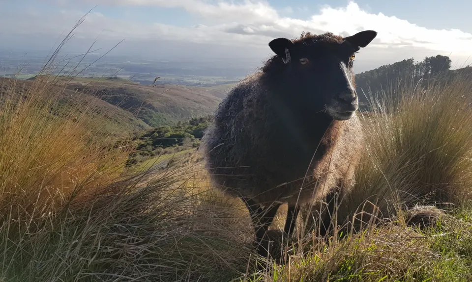 The Crater Rim, Canterbury