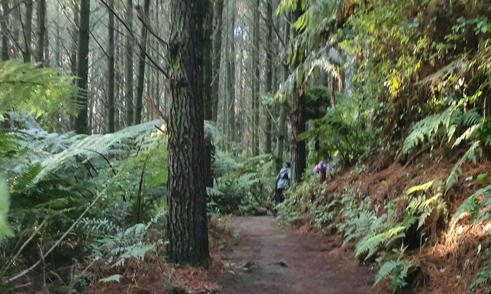 Cougar Park Dash  , Waikato