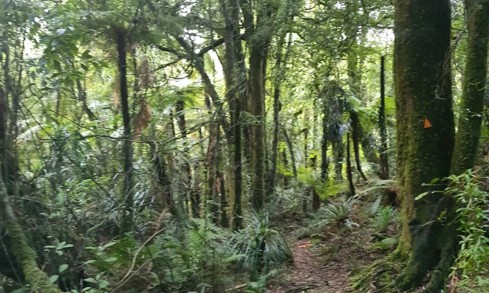 Te Whare Okioki & Mangamuka Huts Loop, Waikato
