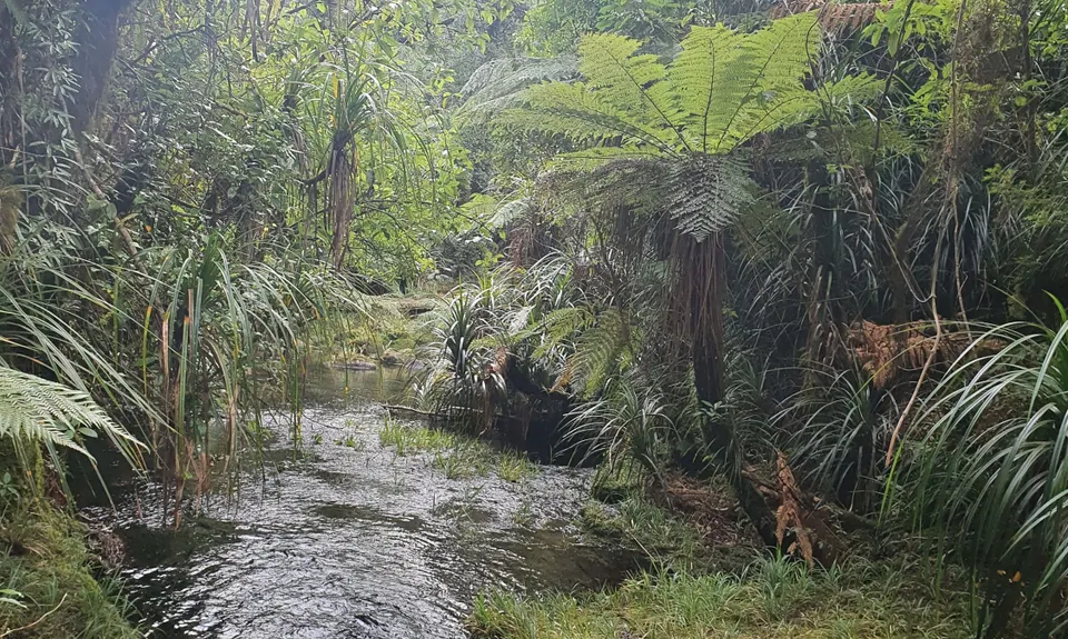 Te Whare Okioki & Mangamuka Huts Loop, Waikato