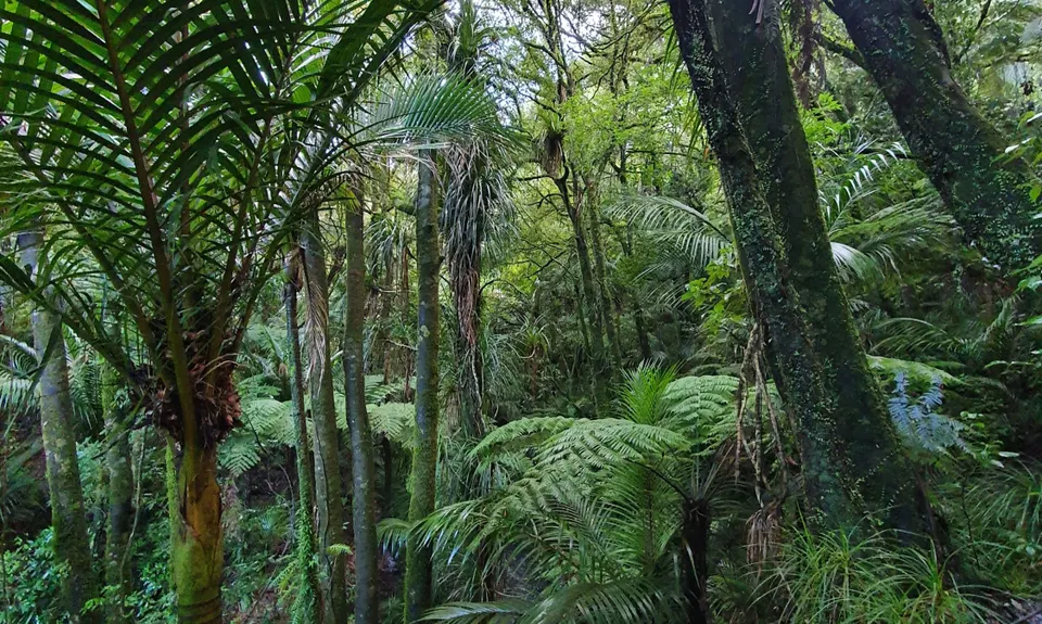 Hilly Hakarimata Loop, Waikato
