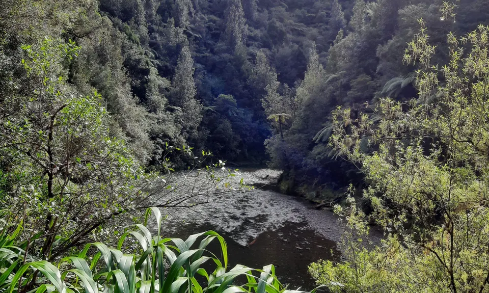 Te Waiti Track, Bay of Plenty
