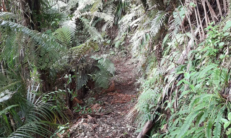 Te Waiti Track, Bay of Plenty