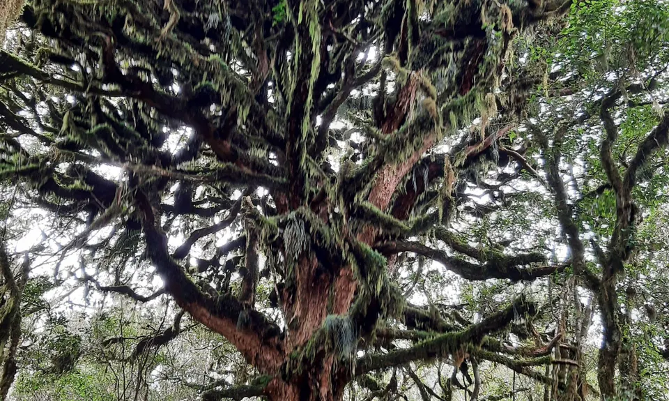 Mount Titiraupenga , Waikato