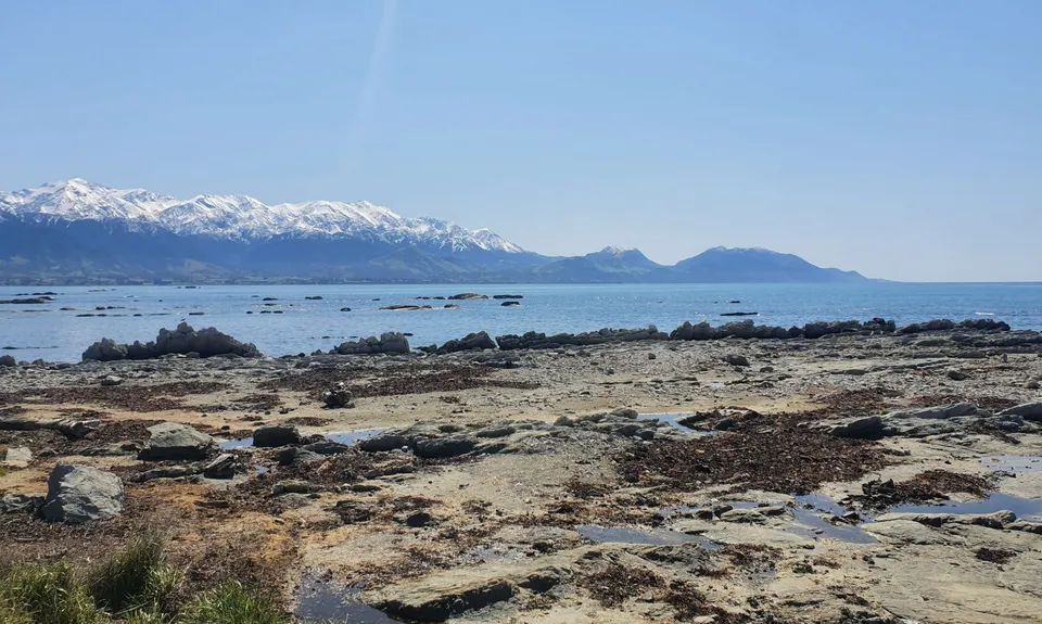 Kaikoura Cracker, Canterbury