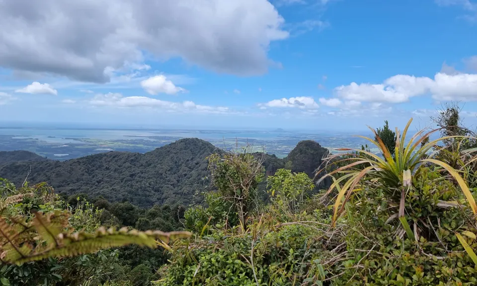 Kaimai Ranges North-South Track, Bay of Plenty