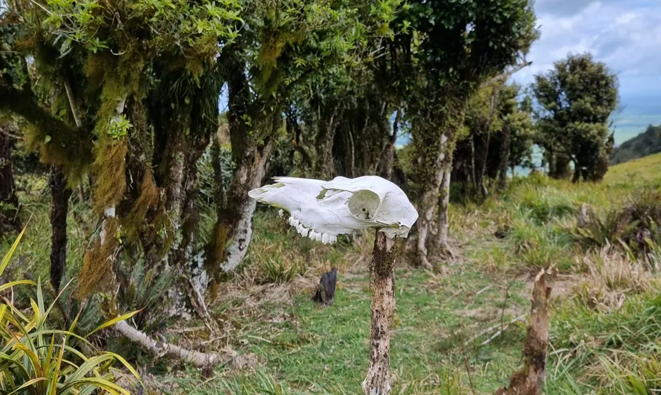 Kaimai Ranges North-South Track, Bay of Plenty