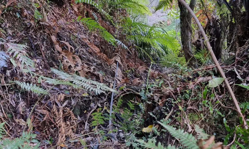 Kaimai Ranges North-South Track, Bay of Plenty
