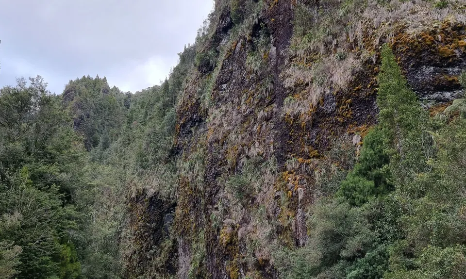 Kaimai Ranges North-South Track, Bay of Plenty