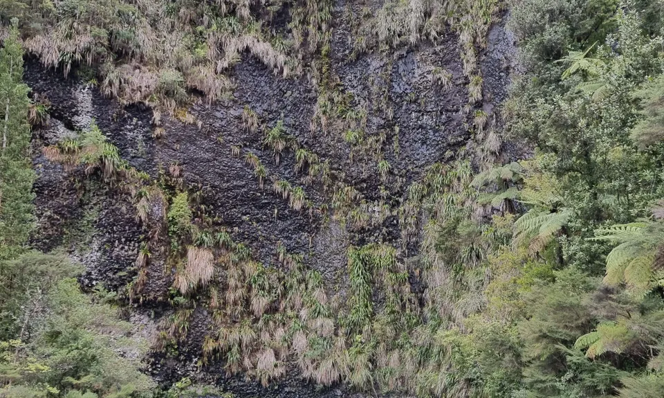 Kaimai Ranges North-South Track, Bay of Plenty