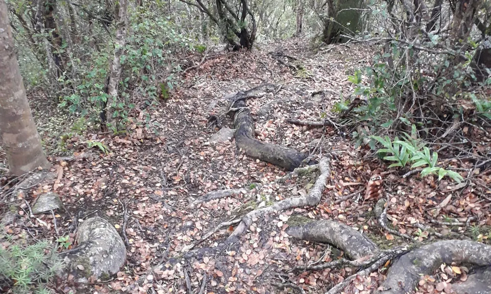Tawhai Loop, Wellington