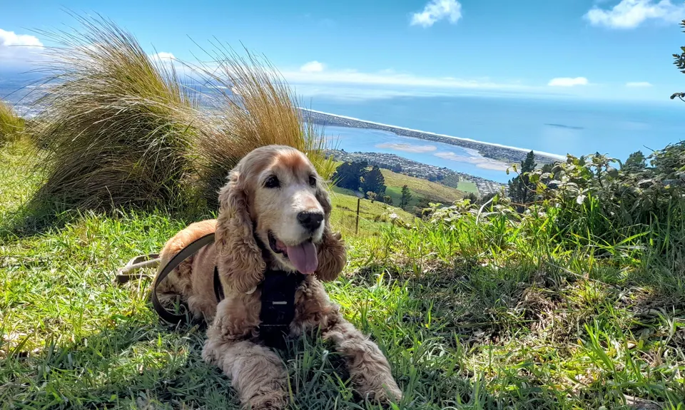 Mt Pleasant Trig, Canterbury