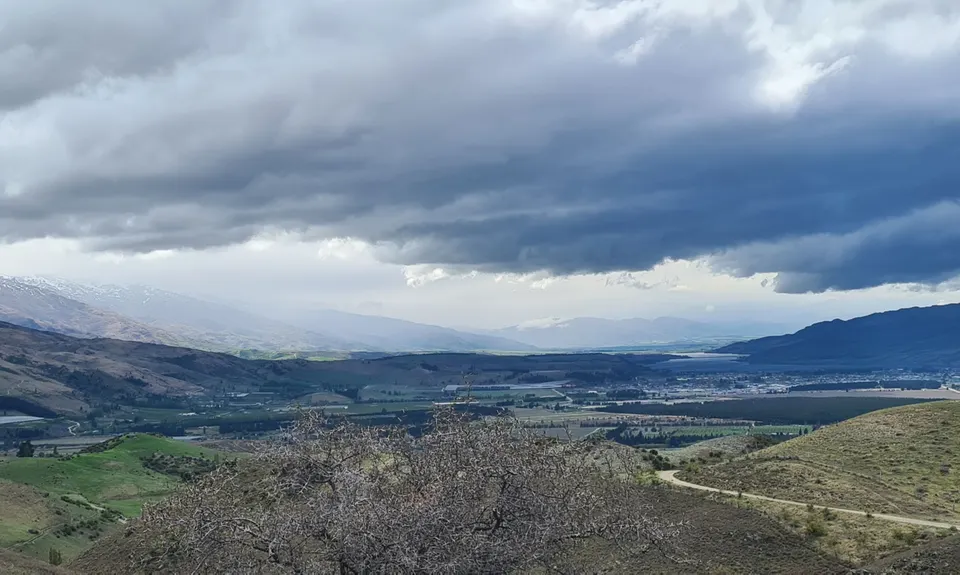 Young Australian, Otago