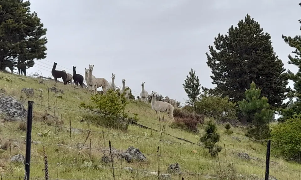 Grand Tour de Tekapo, Canterbury