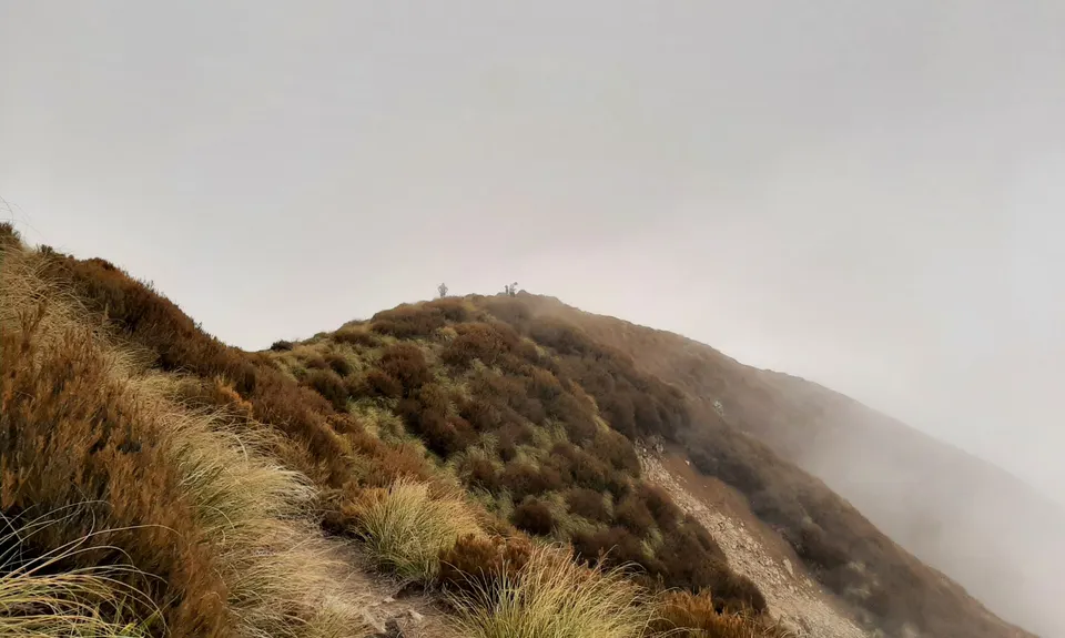 Little Peel Loop, Canterbury