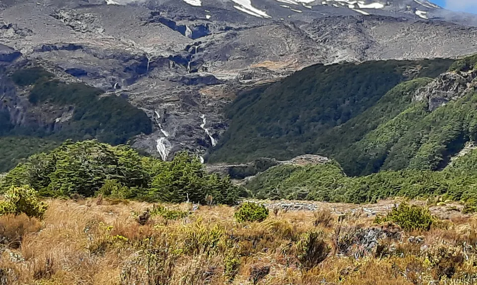 Horopito Schmito, Manawatu - Wanganui