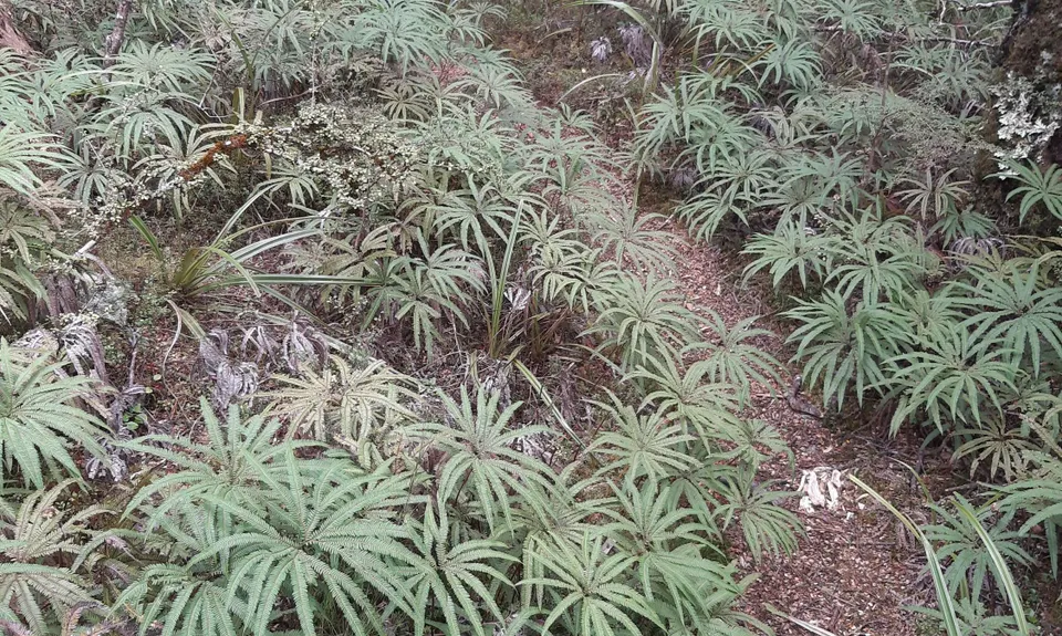 Horopito Schmito, Manawatu - Wanganui