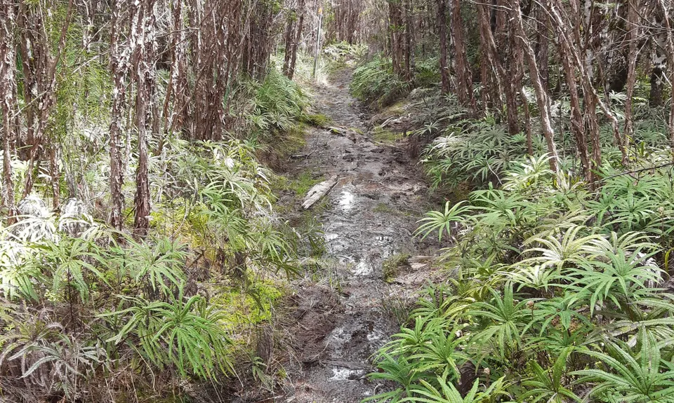 Horopito Schmito, Manawatu - Wanganui