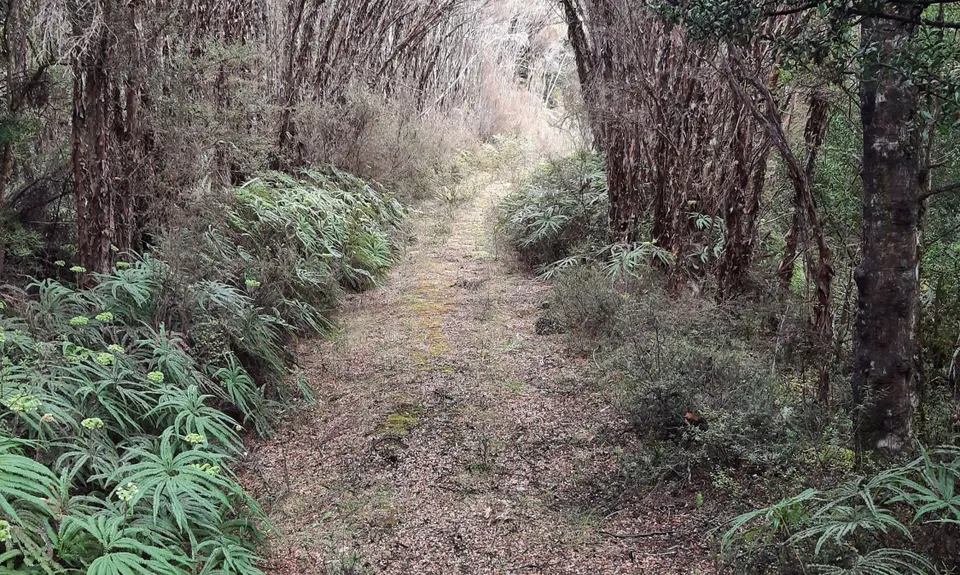 Horopito Schmito, Manawatu - Wanganui