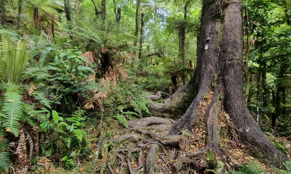 Maitai Cave Track, Nelson