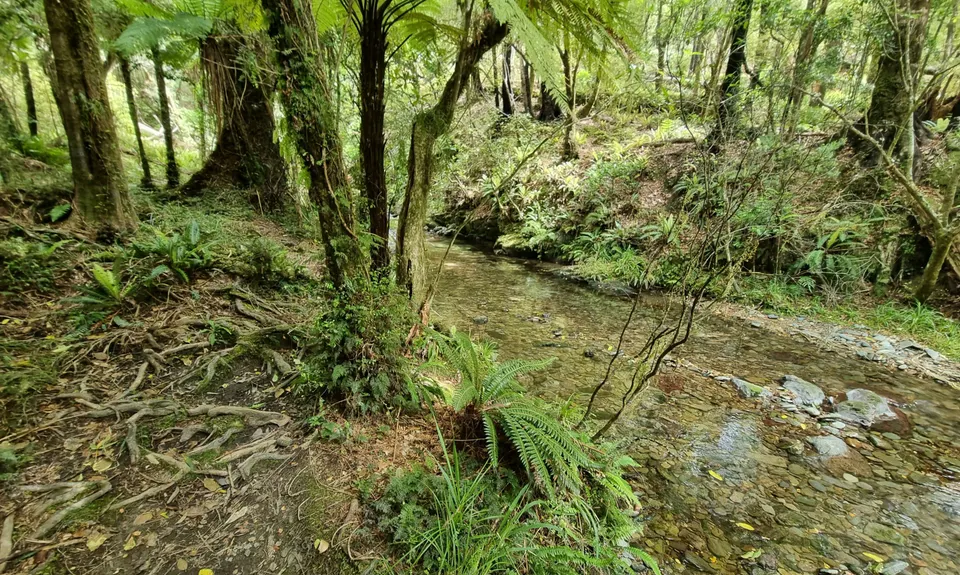Maitai Cave Track, Nelson