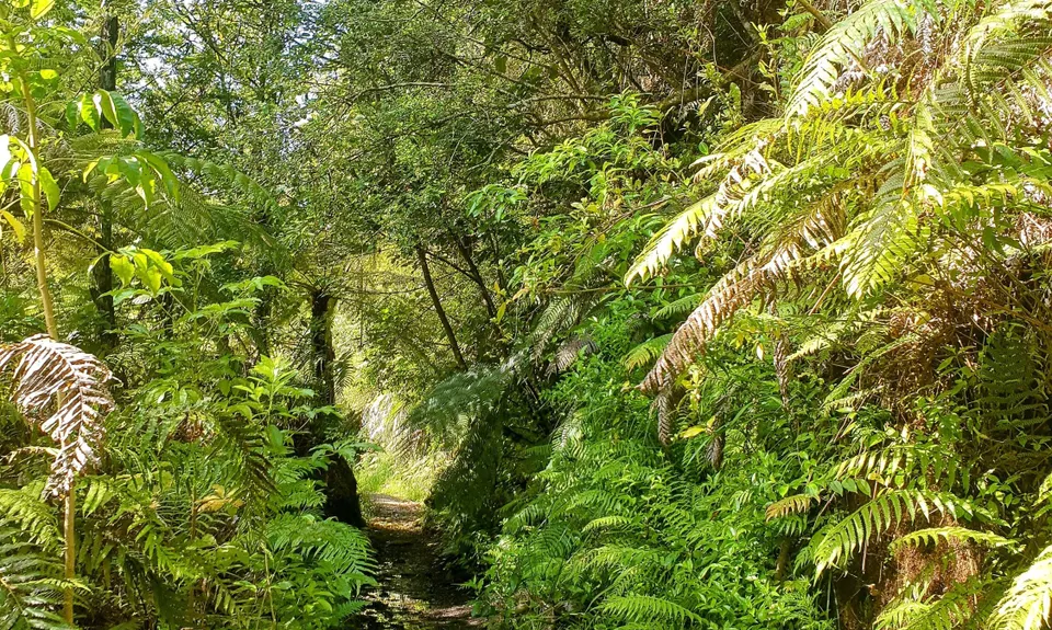 Waitawheta Tramway - Bogeys and Bluffs, Waikato