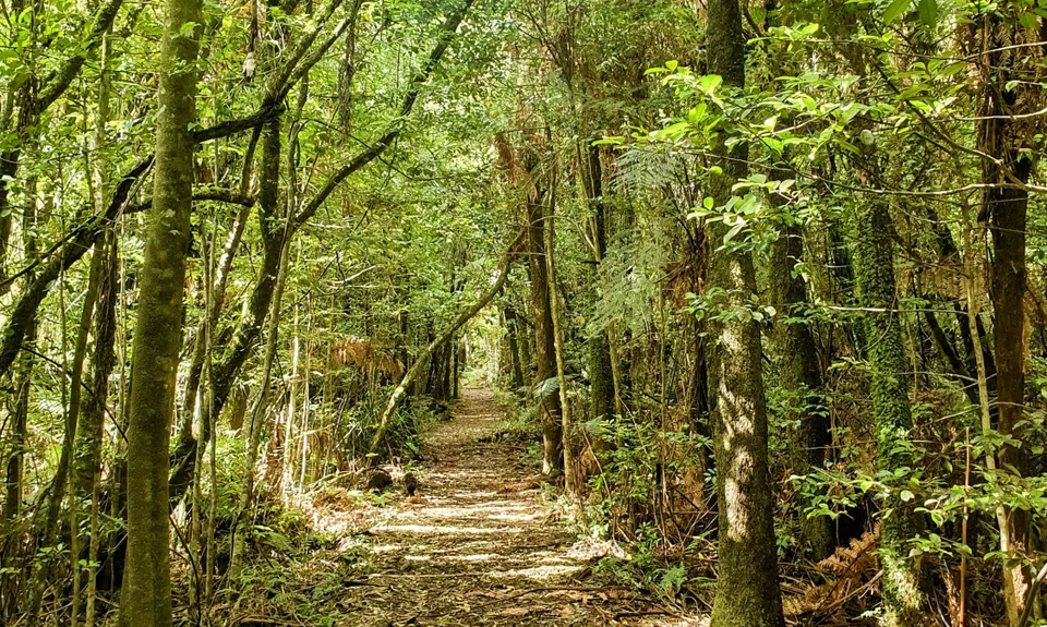 Waitawheta Tramway - Bogeys and Bluffs, Waikato