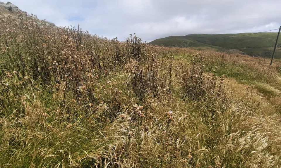 Godley Head loop, Canterbury