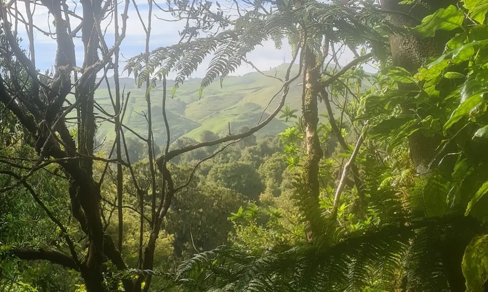 Kaimai Summit to Wairere Falls , Waikato