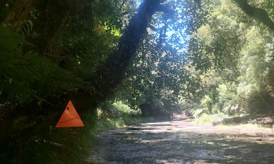 Mangorewa Loop Track , Bay of Plenty