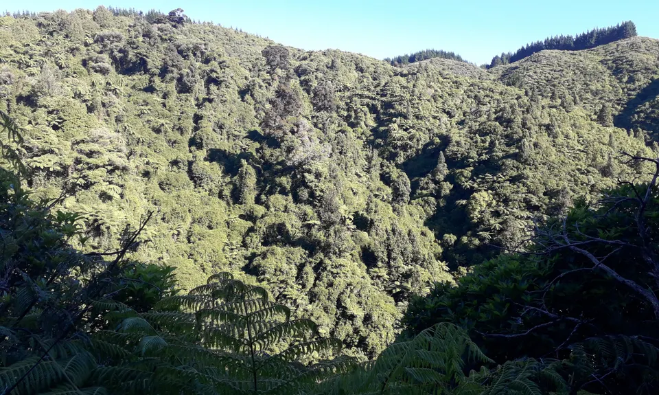 Birchville Dam Loop, Wellington