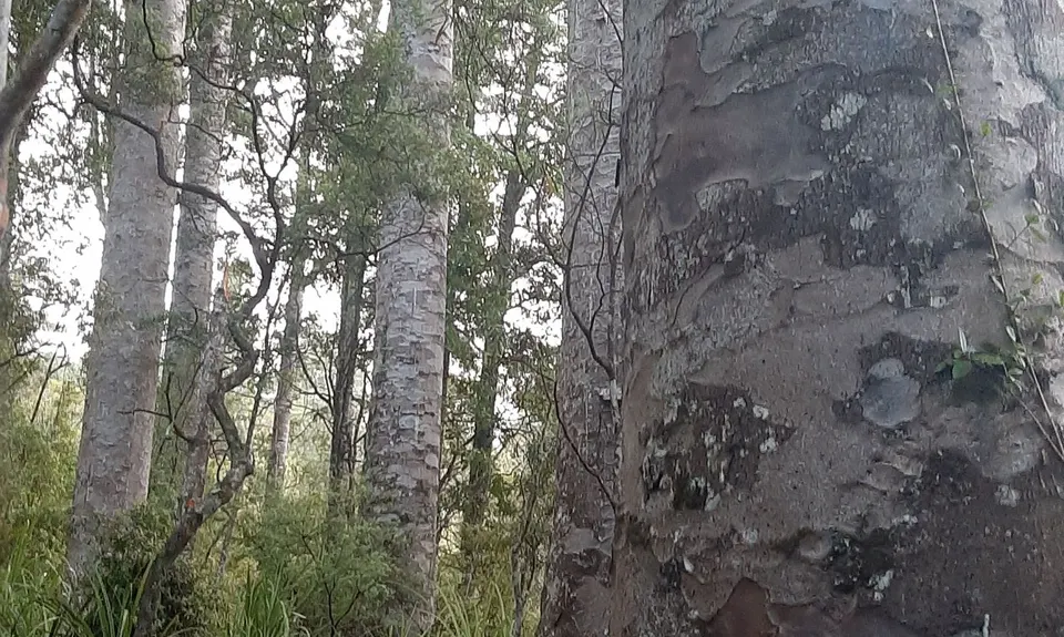 Crosbies Hut via Waiomu Track , Waikato