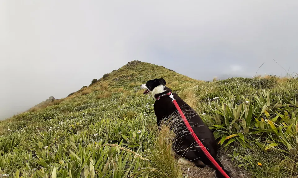 Mt Barrosa Burn, Canterbury