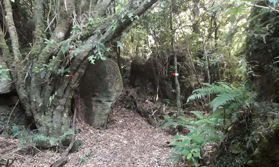 Blowhard Bush, Hawkes Bay