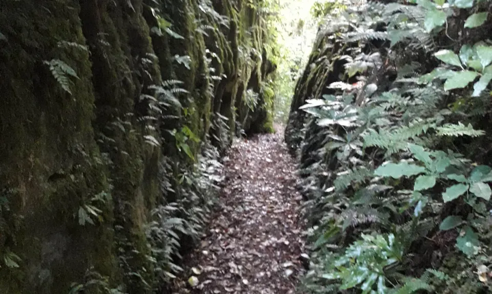 Blowhard Bush, Hawkes Bay