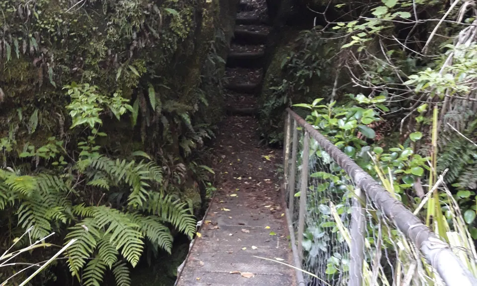 Blowhard Bush, Hawkes Bay