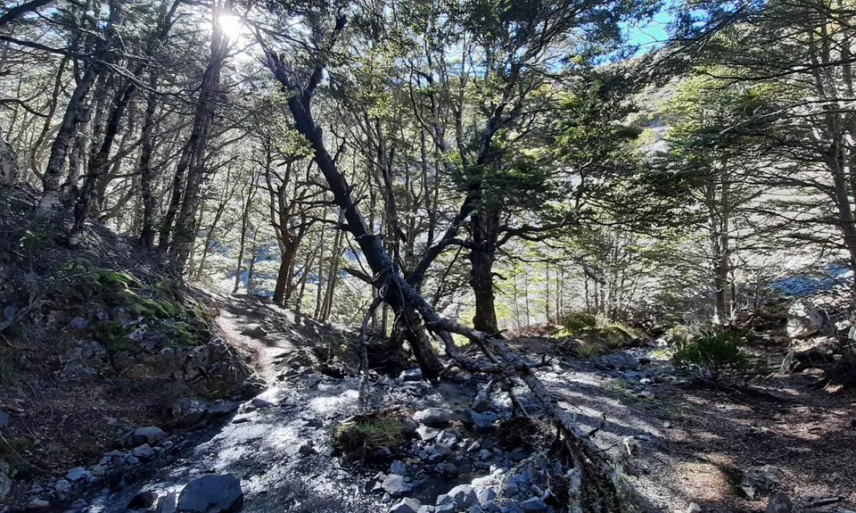 Maling Fowler Pass Loop, Canterbury