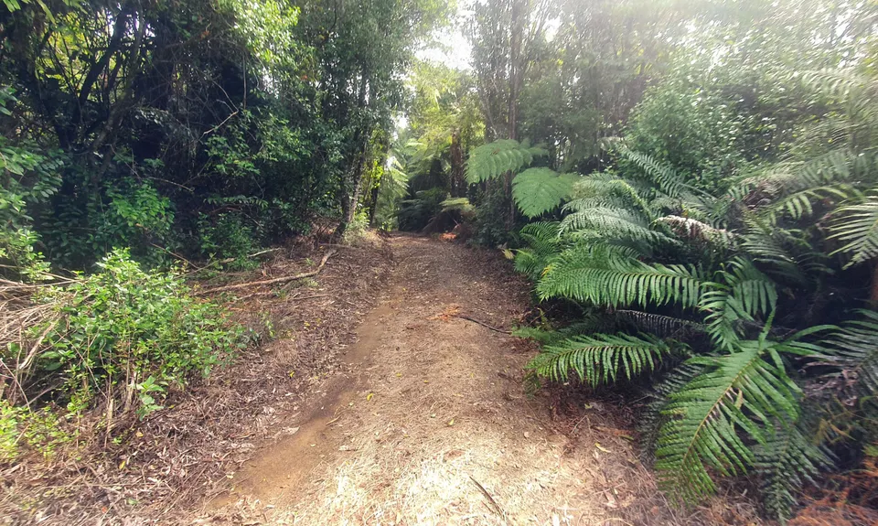 Waharau Ridge Gutbuster, Auckland
