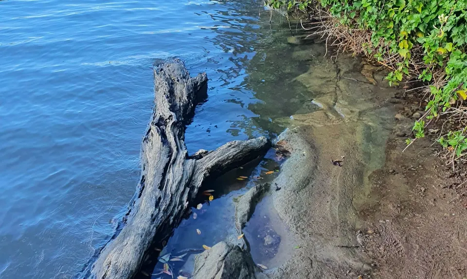 Hobson Bay Loopity, Auckland