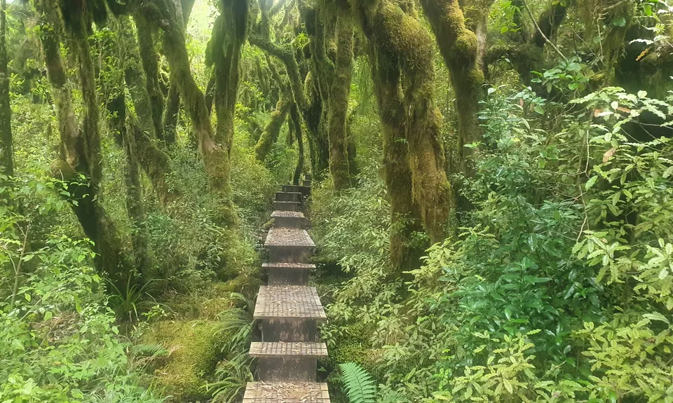 Pirongia Loop of Insanity., Waikato