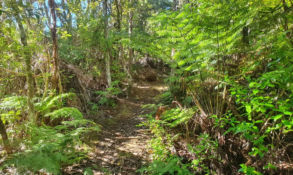 Ernie's Pukupuka Combined Loop, Auckland