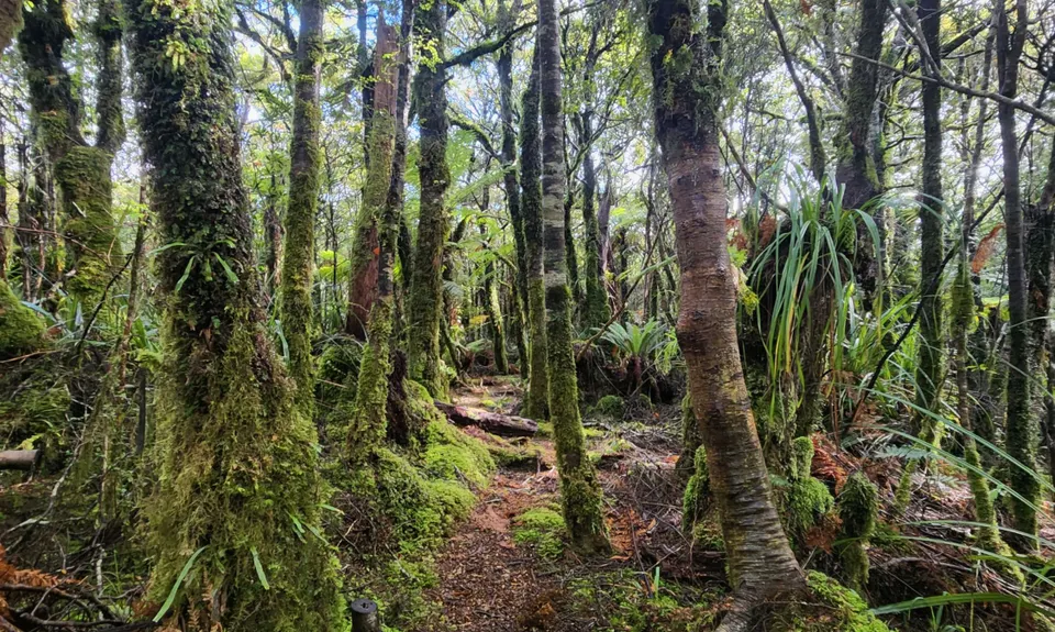 Pukekōhatu Pack Ponies, Waikato
